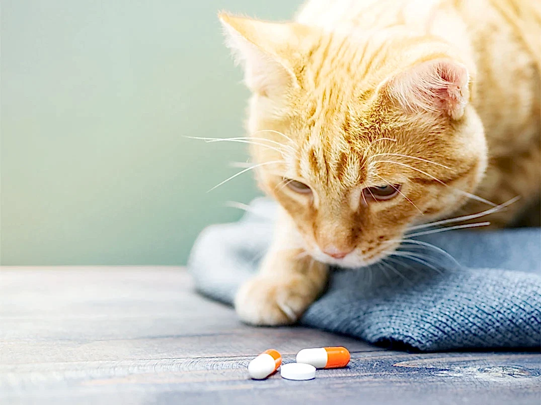 Kedilerde Asetaminofen Zehirlenmesi Nasıl Anlaşılır?