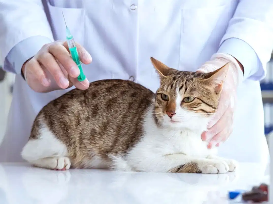 Kedilerde Calicivirus Nedenleri, Belirtileri ve Tedavisi