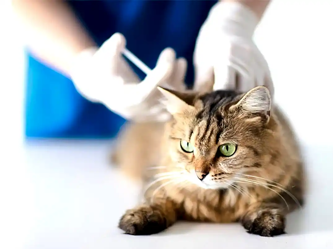 Kedilerde Kalp Kurdu Belirtileri ve Nedenleri