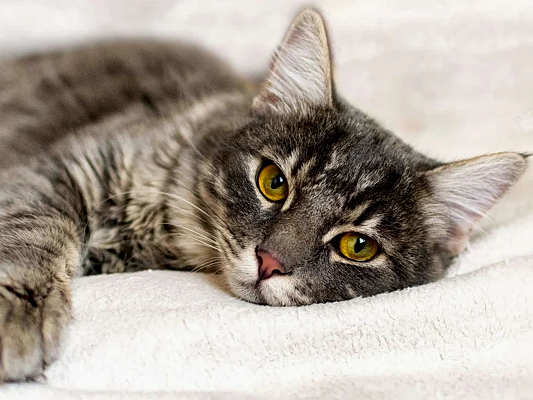 Kedilerde Kan Paraziti Belirtileri ve Nedenleri