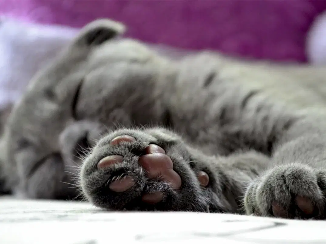 Kedilerde Pati Şişmesi Neden Olur?