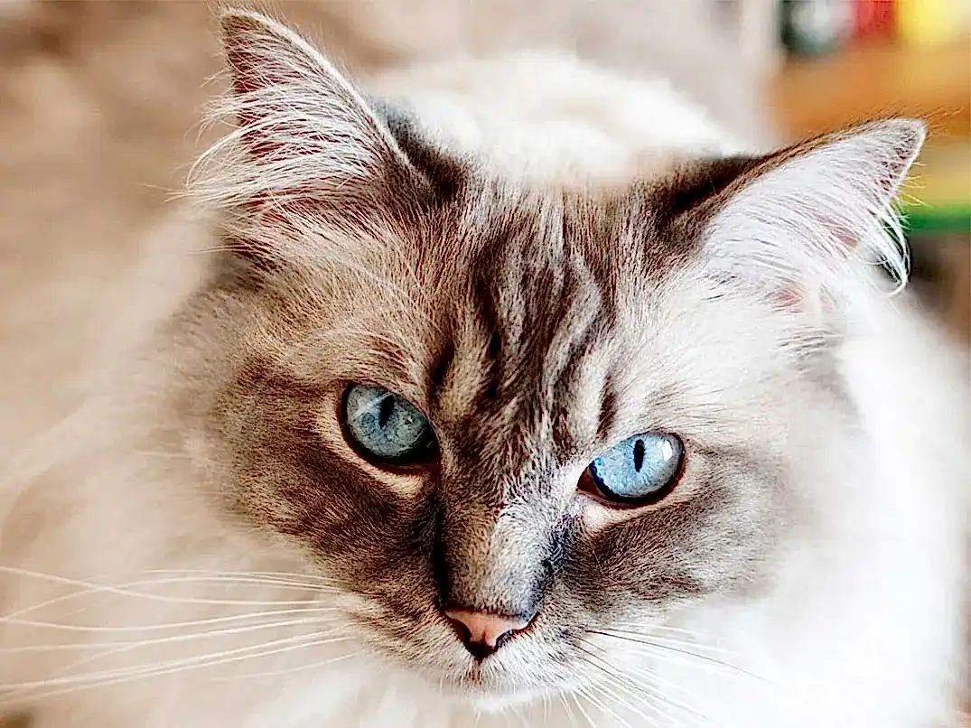 Kedilerin Göz Yapısı Üzerine Bilmeniz Gerekenler