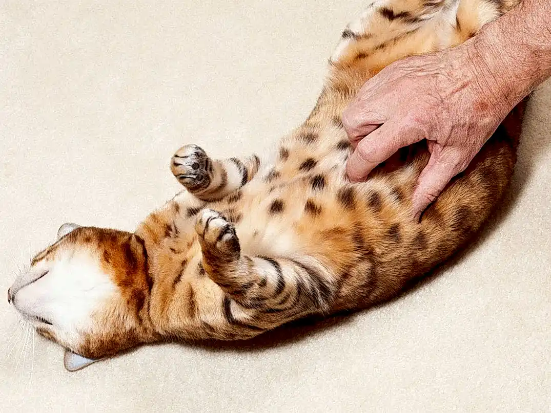 Kedilerin Karnı Neden Şişer?