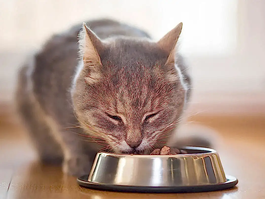 Kısırlaştırılmış Kedi Normal Mama Yerse Ne Olur?