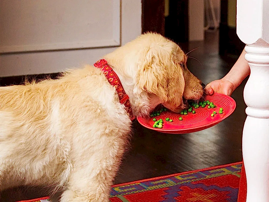 Köpekler Bezelye Yer mi?