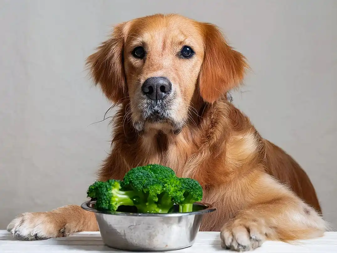 Köpekler Brokoli Yer mi?