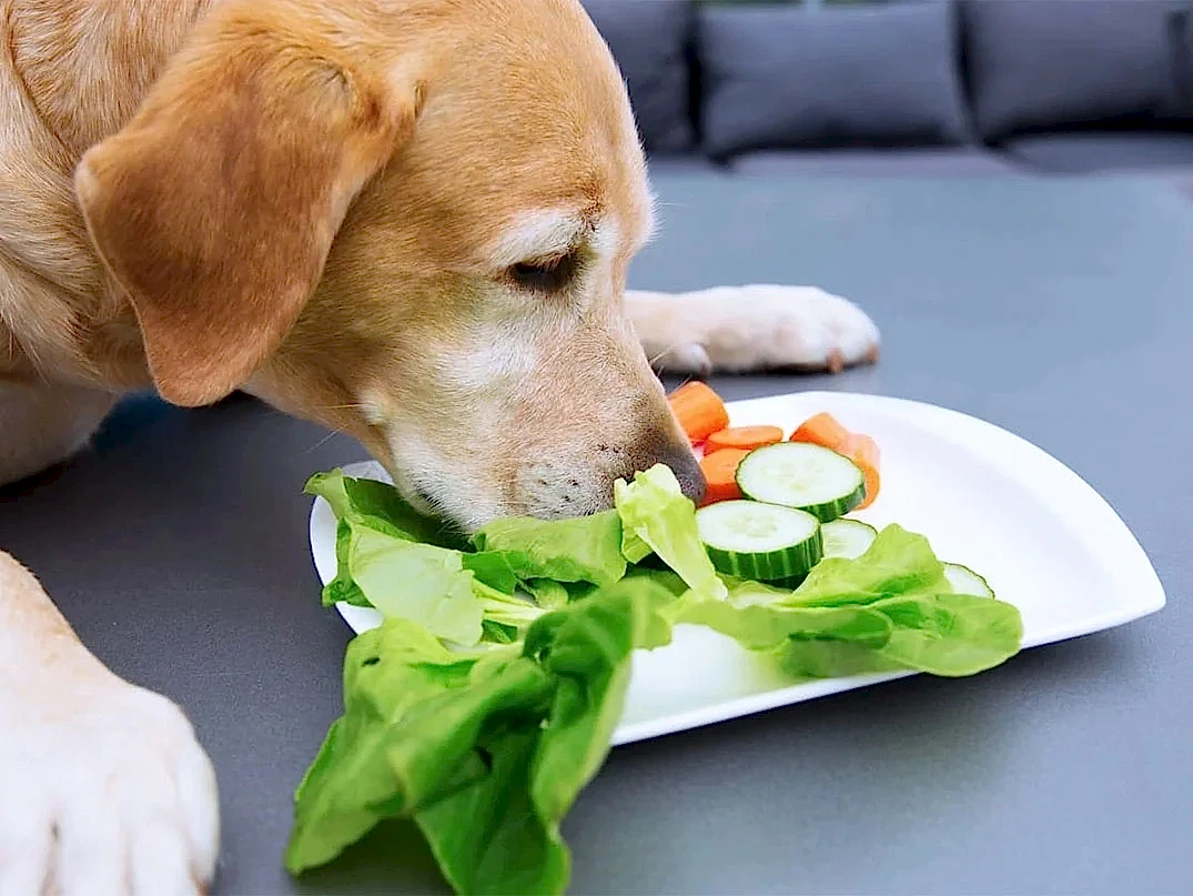 Köpekler Ispanak Yer mi?