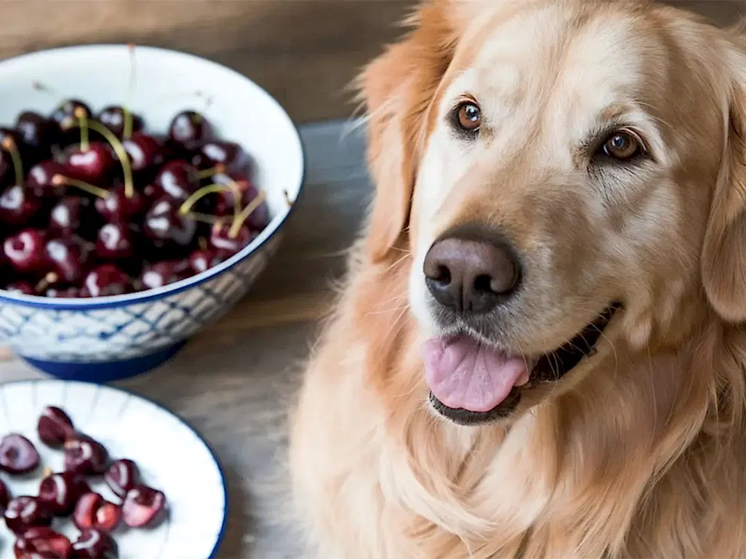Köpekler Kiraz Yer mi?