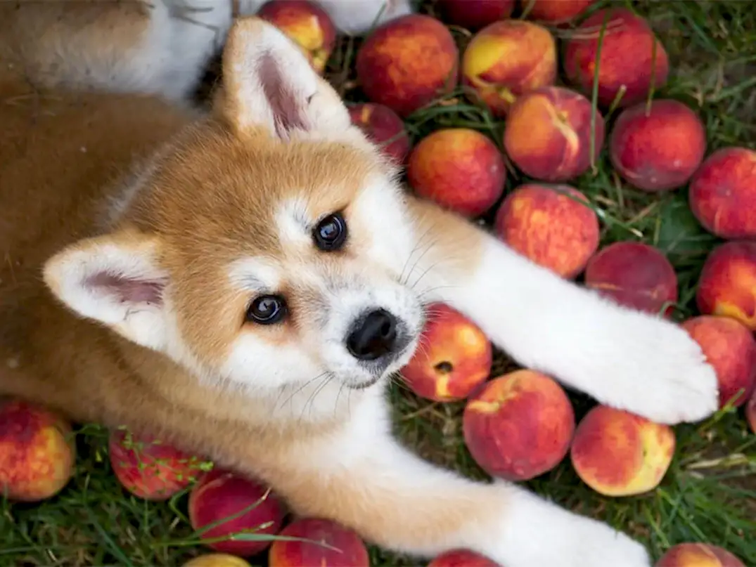 Köpekler Şeftali Yer mi?