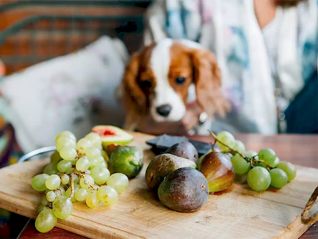 Köpekler Üzüm Yer mi?