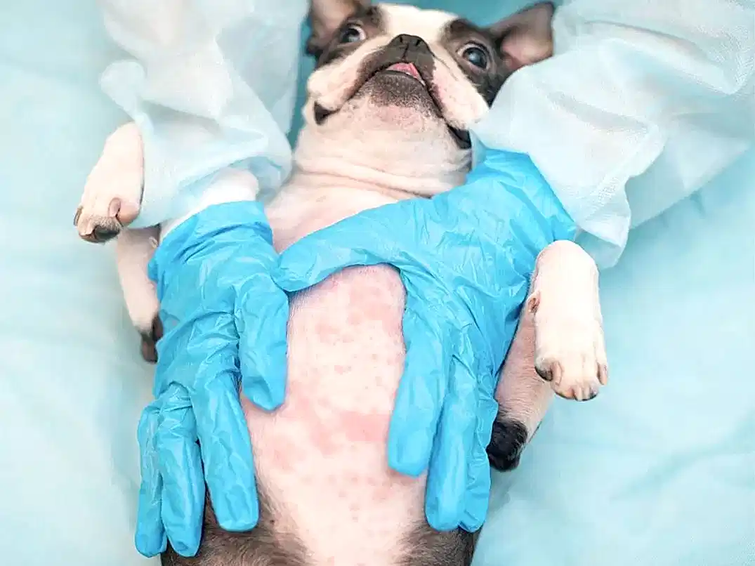 Köpeklerde Egzama Nedenleri ve Belirtileri