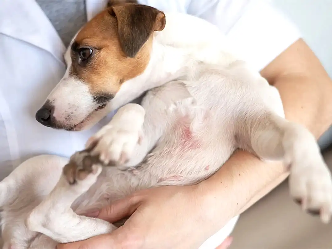 Köpeklerde Lupus Hastalığı Nedenleri ve Belirtileri