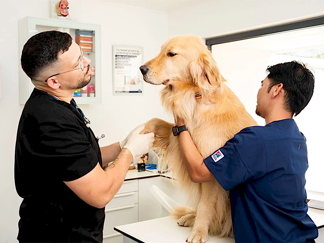 Köpeklerde Siğil Neden Olur? Belirtileri ve Tedavisi