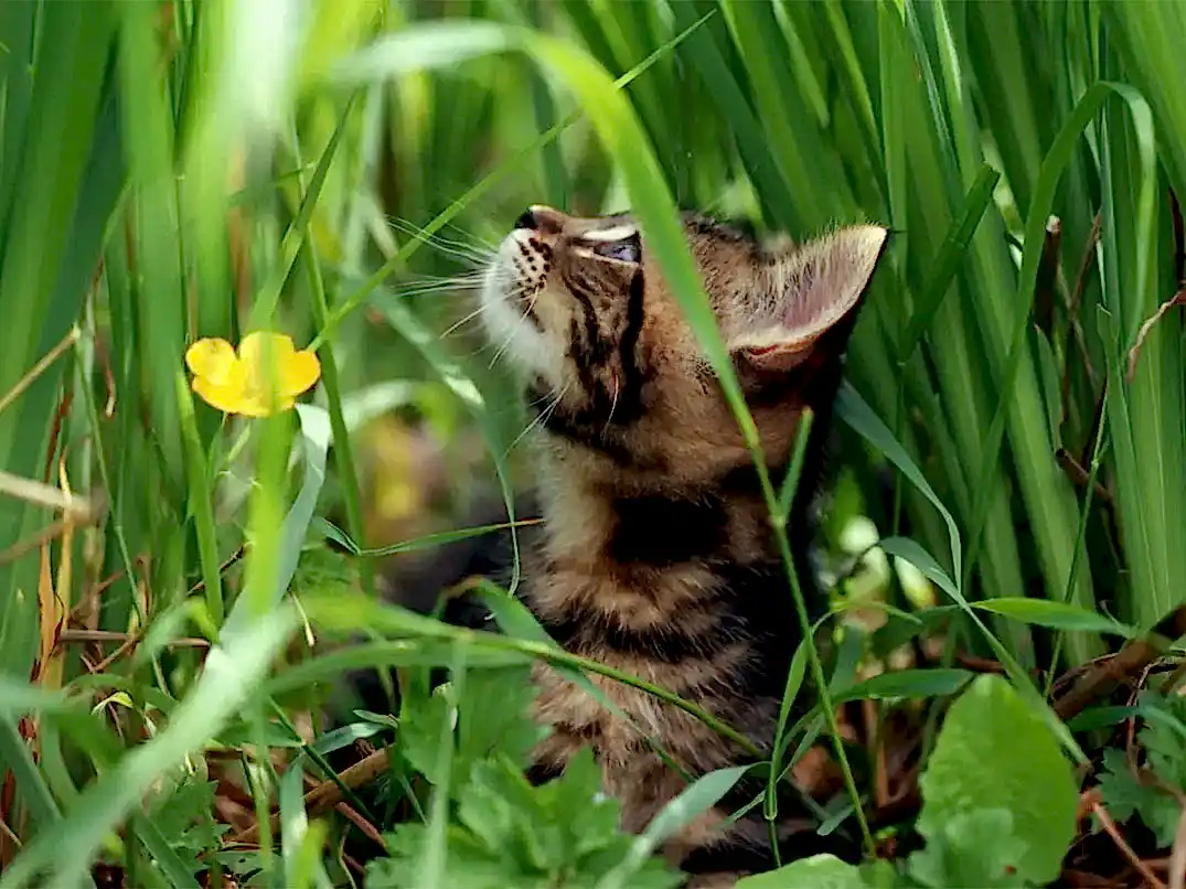 Sinek İlacı Kediye Zarar Verir mi?