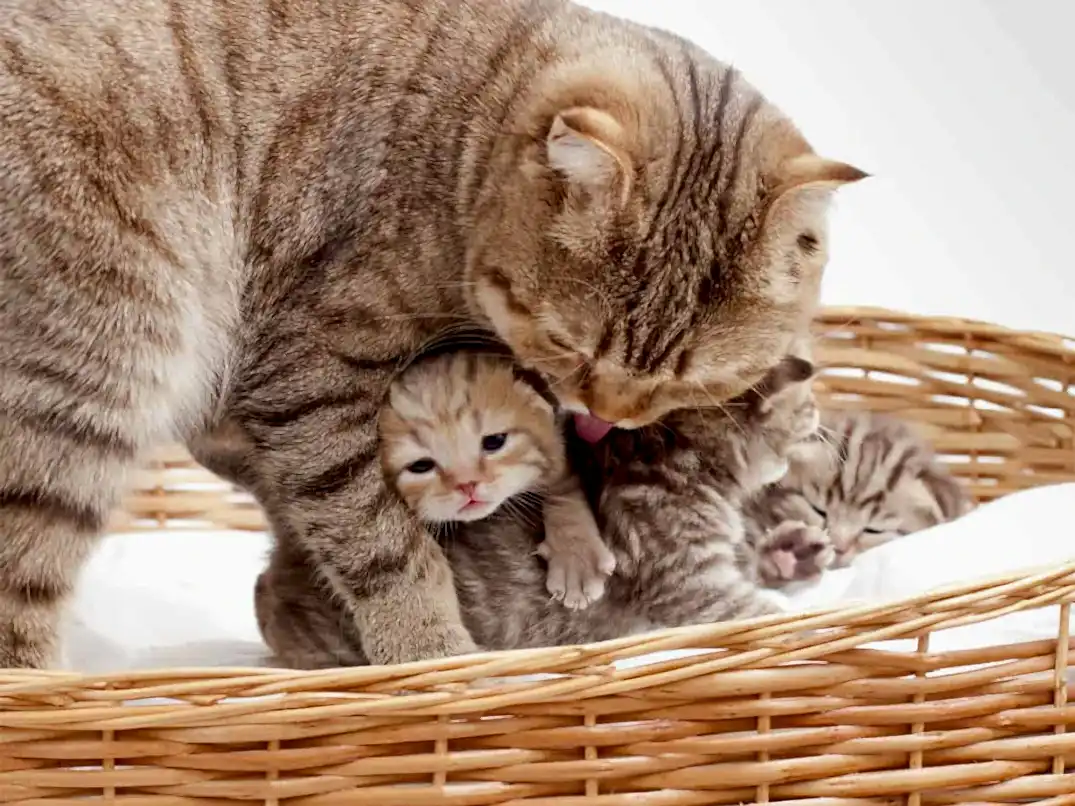 Yavru Kedi Anneden Ne Zaman Ayrılır?