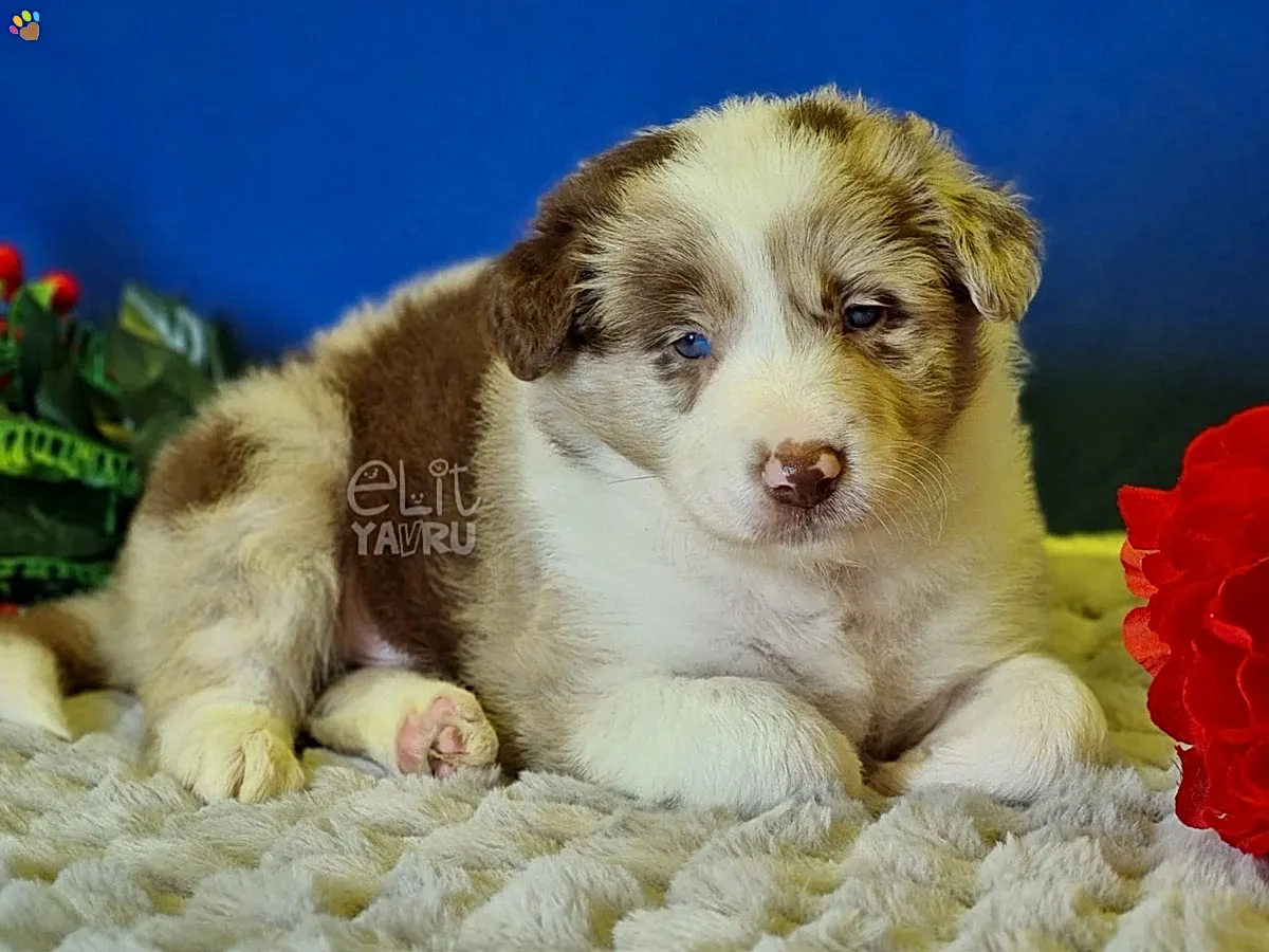 Türkiye'de ilk olan Red Merle Border Collie yavrularımız büyümeye devam ediyor
