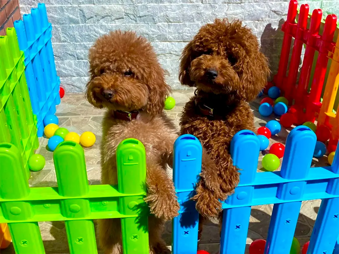 Elit Yavru Pet Otelimizde Kucak Dolusu Mutluluk Sizi Bekliyor