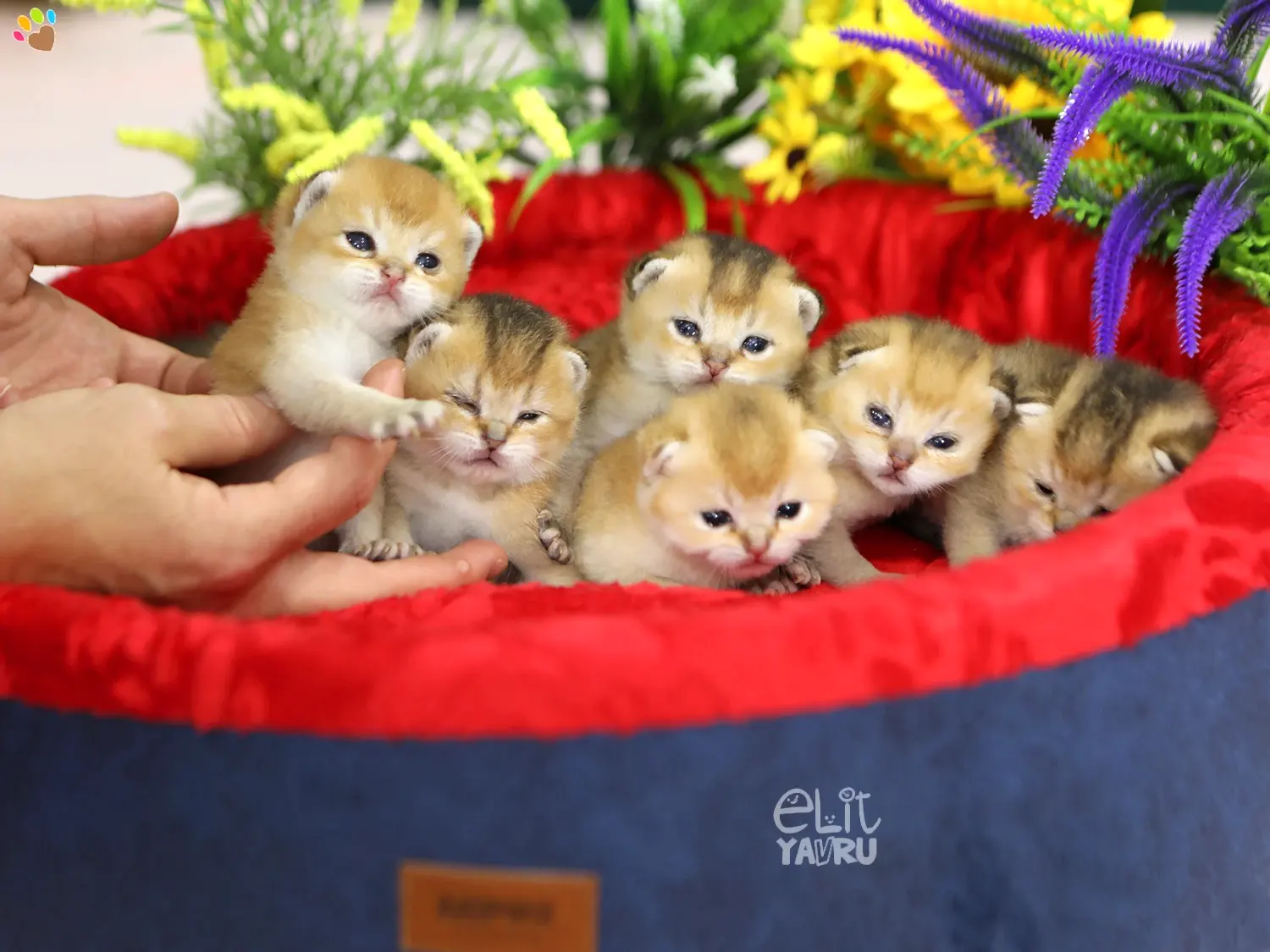 Gold chinchilla yavrumuz 3 haftalık oldular