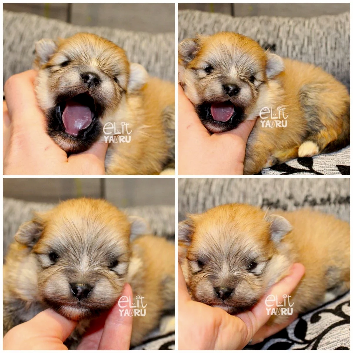 Güzel yavrularımız bir hafta daha büyüdü :)