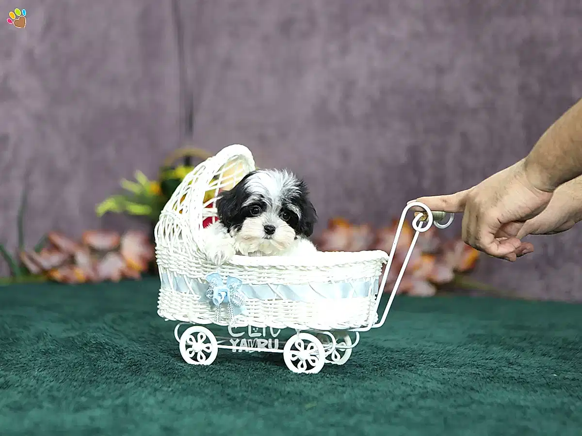 Micro Teacup Morkie kızımız Miasy 650 Gr