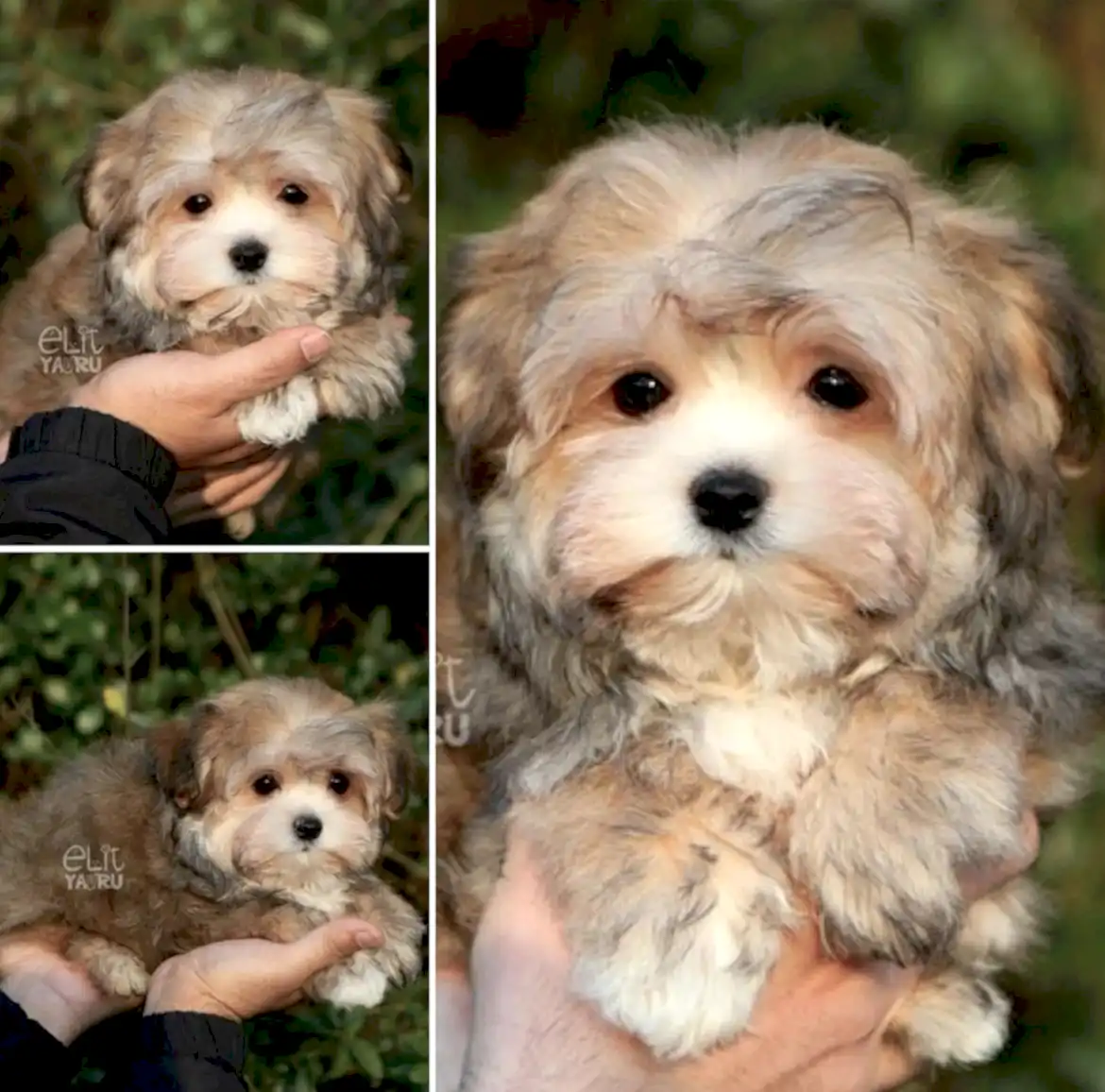 Özel renk Morkie oğlumuz Chico