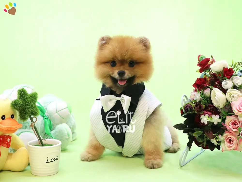 Sevdiklerimizi mutlu edecek ömürlük dostlarımız