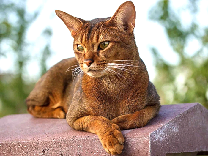 Abyssinian 3