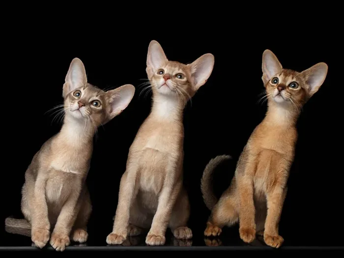Abyssinian 4