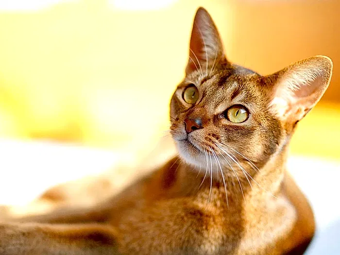 Abyssinian 2