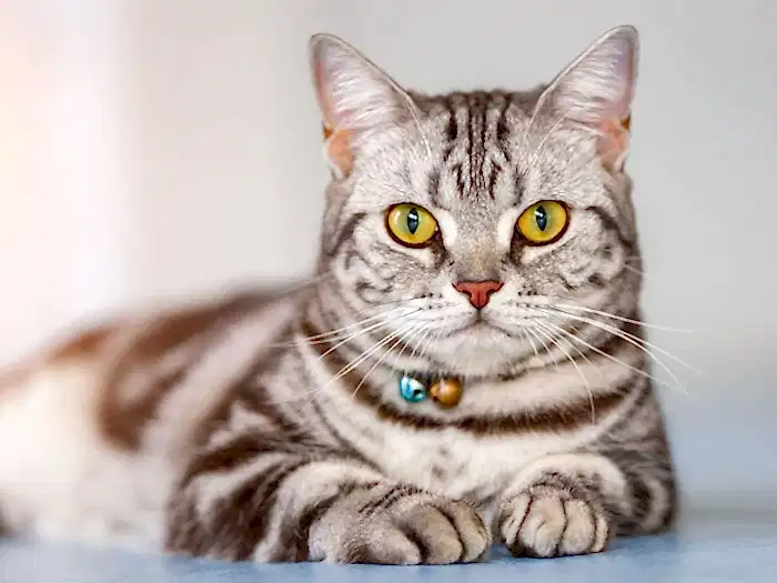 American Shorthair 2