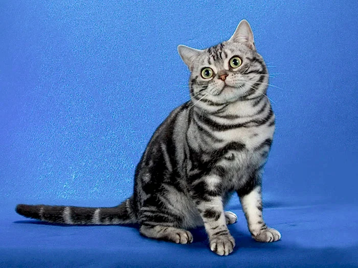 American Shorthair 4
