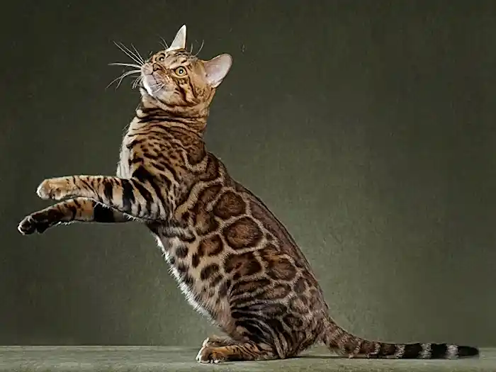 Bengal 2