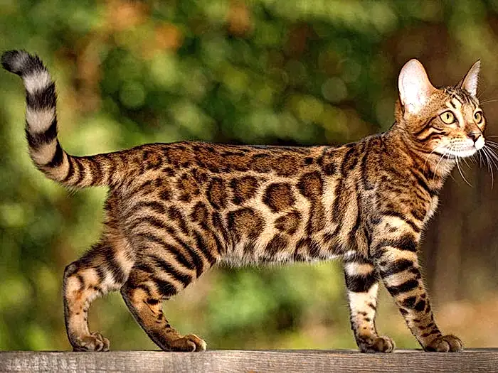 Bengal 6
