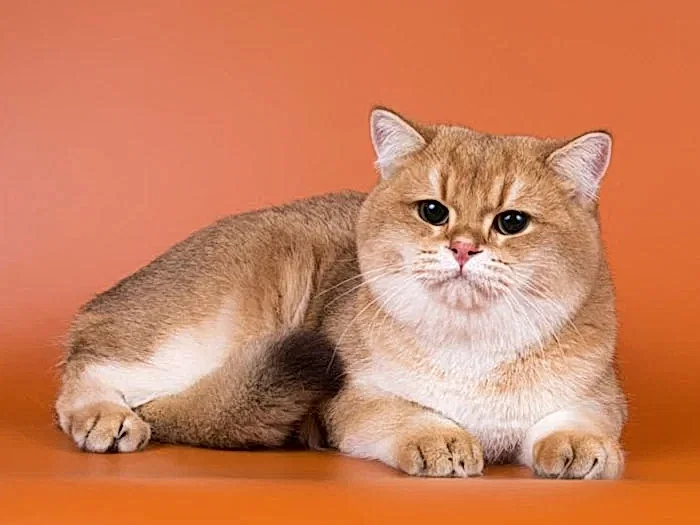 British Shorthair 3