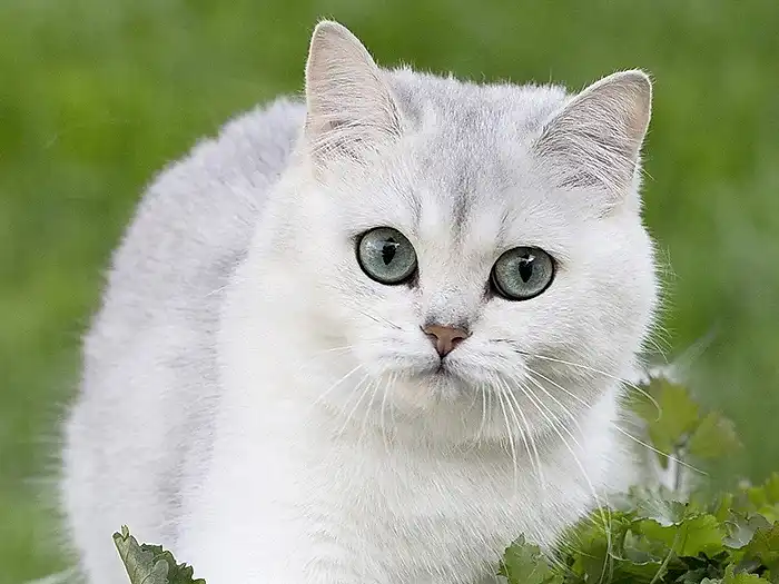British Shorthair 6