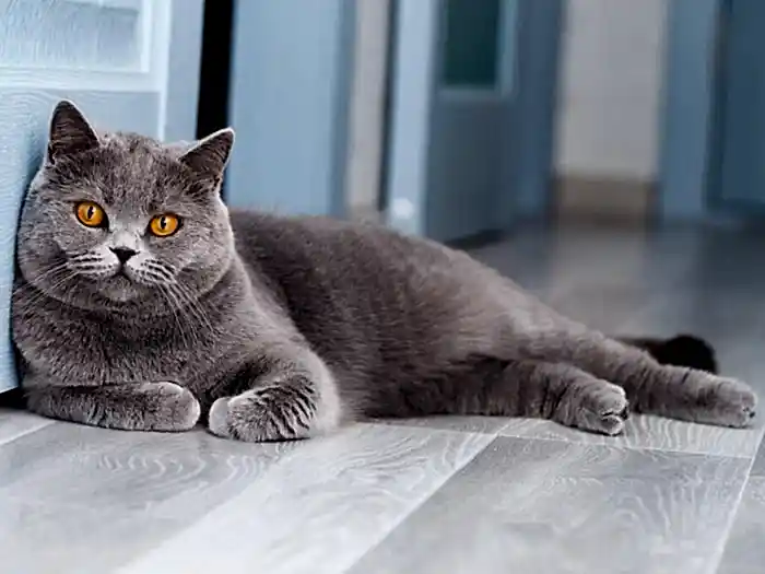 British Shorthair 5