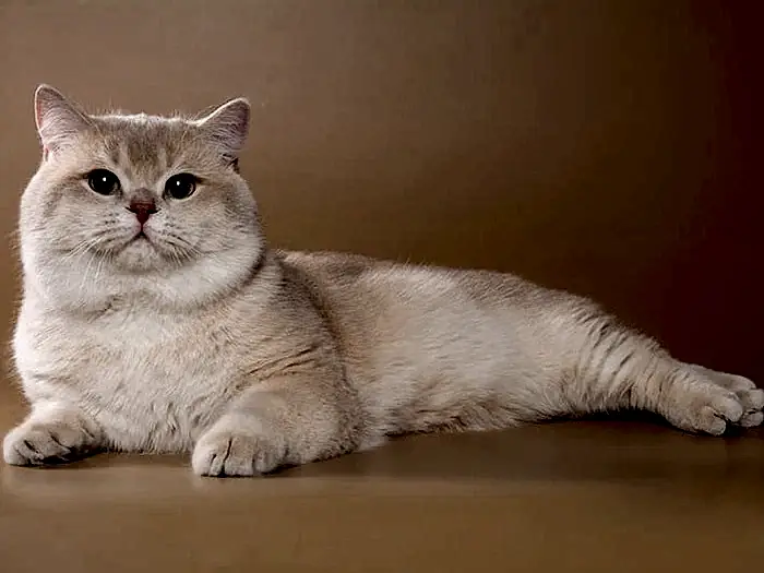 British Shorthair 7