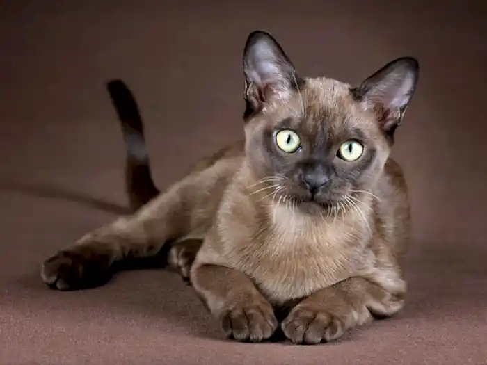 Burmese 1