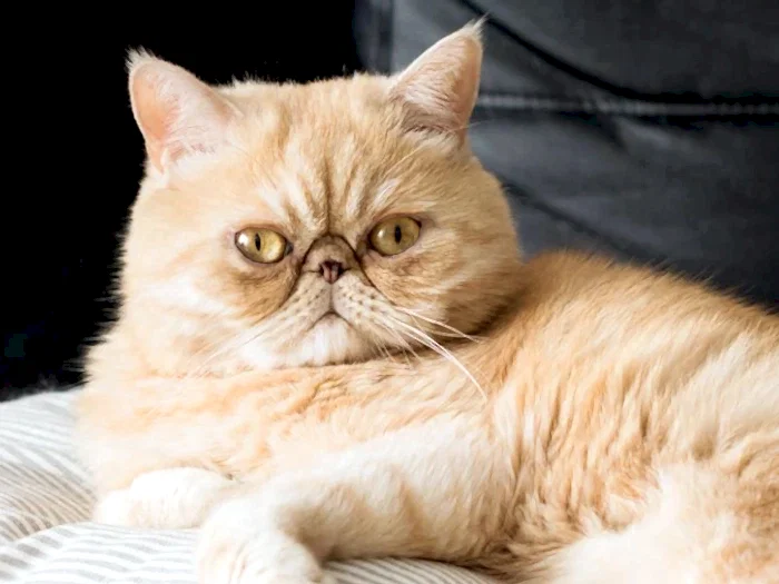 Exotic Shorthair 6
