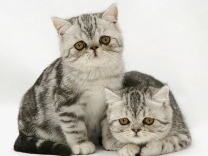 Exotic Shorthair 3