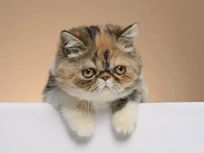 Exotic Shorthair 4