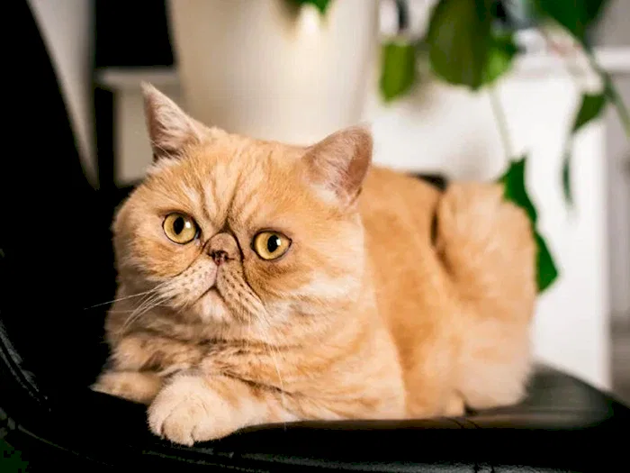 Exotic Shorthair 2
