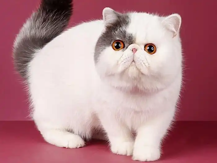 Exotic Shorthair