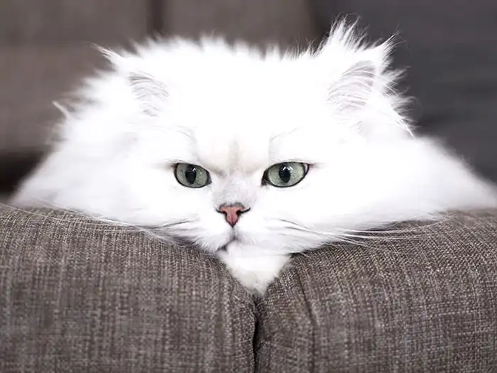 İran Kedisi Persian 4