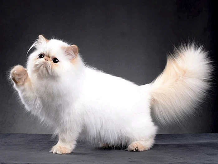 İran Kedisi Persian