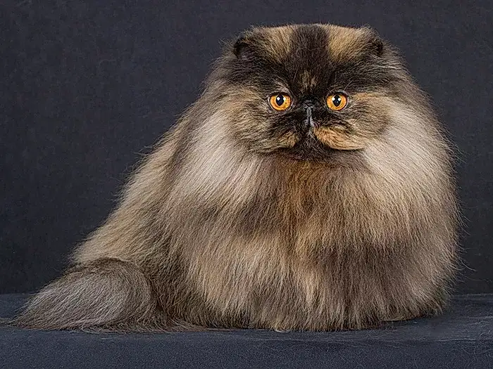 İran Kedisi Persian 5