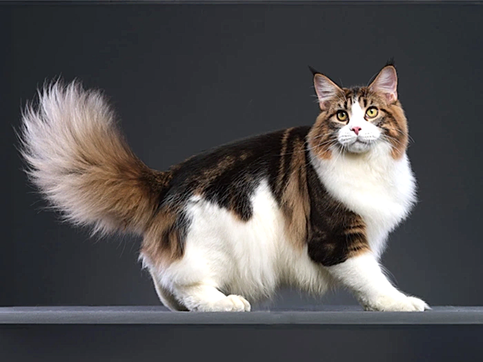 Maine Coon