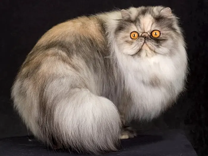 İran Kedisi Persian 3