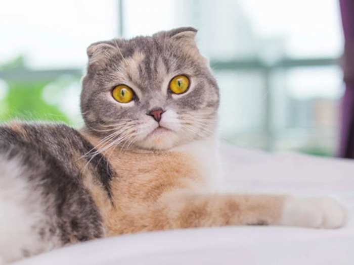 Scottish Fold 5