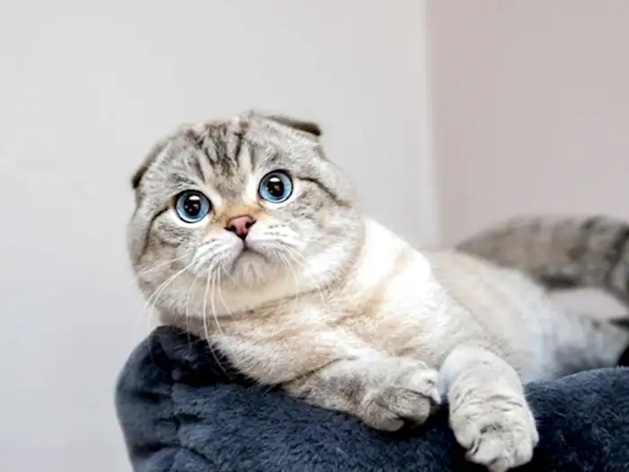 Scottish Fold 2